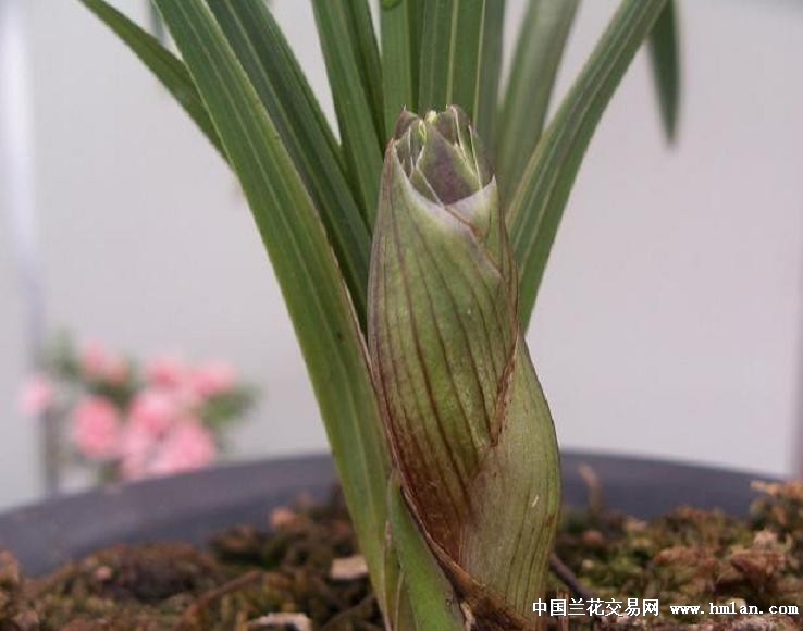 点击图片在新窗口浏览原图