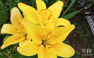 不享有著作权保护的情形有哪些