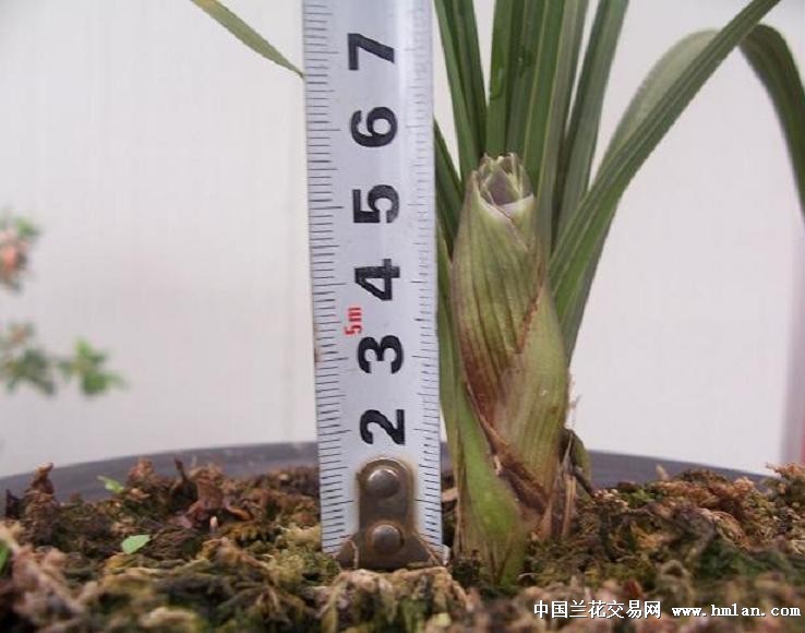 点击图片在新窗口浏览原图