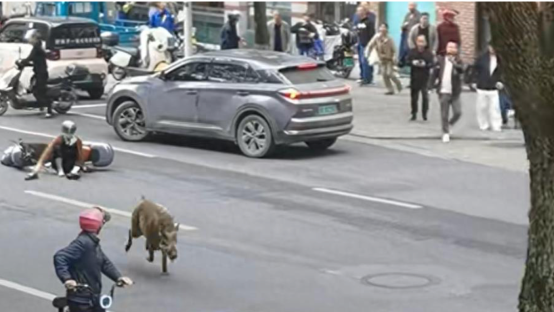 面对“疯狂”的野猪,我们该怎么办?央媒十问野猪“肇事”