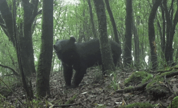 9人擅入哀牢山捕猎被提起公诉