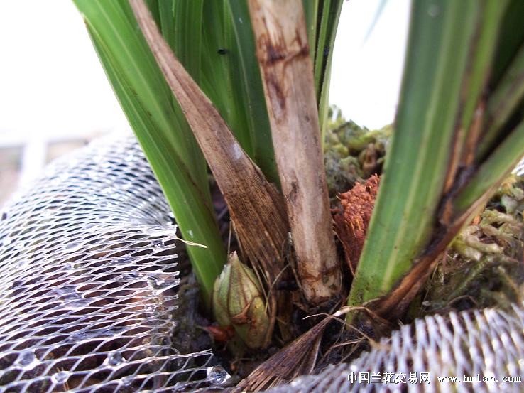 点击图片在新窗口浏览原图