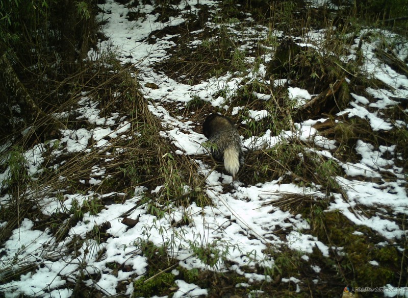 (2022白马一002)猪獾 (1)