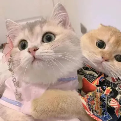 猫咪可爱头像图片