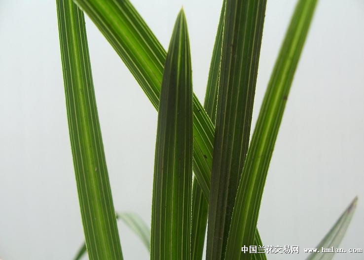 点击图片在新窗口浏览原图