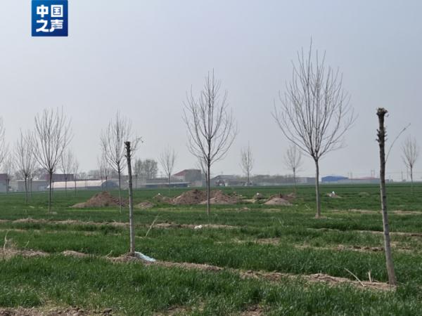 河北多地“散埋乱葬”问题突出，如何治理？