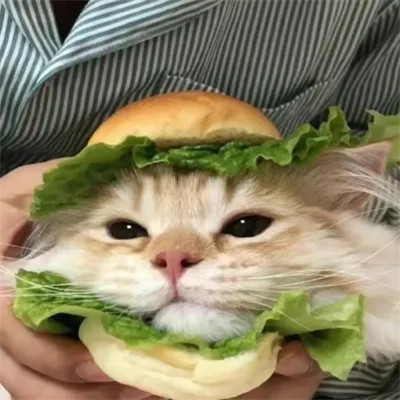 猫咪可爱头像图片
