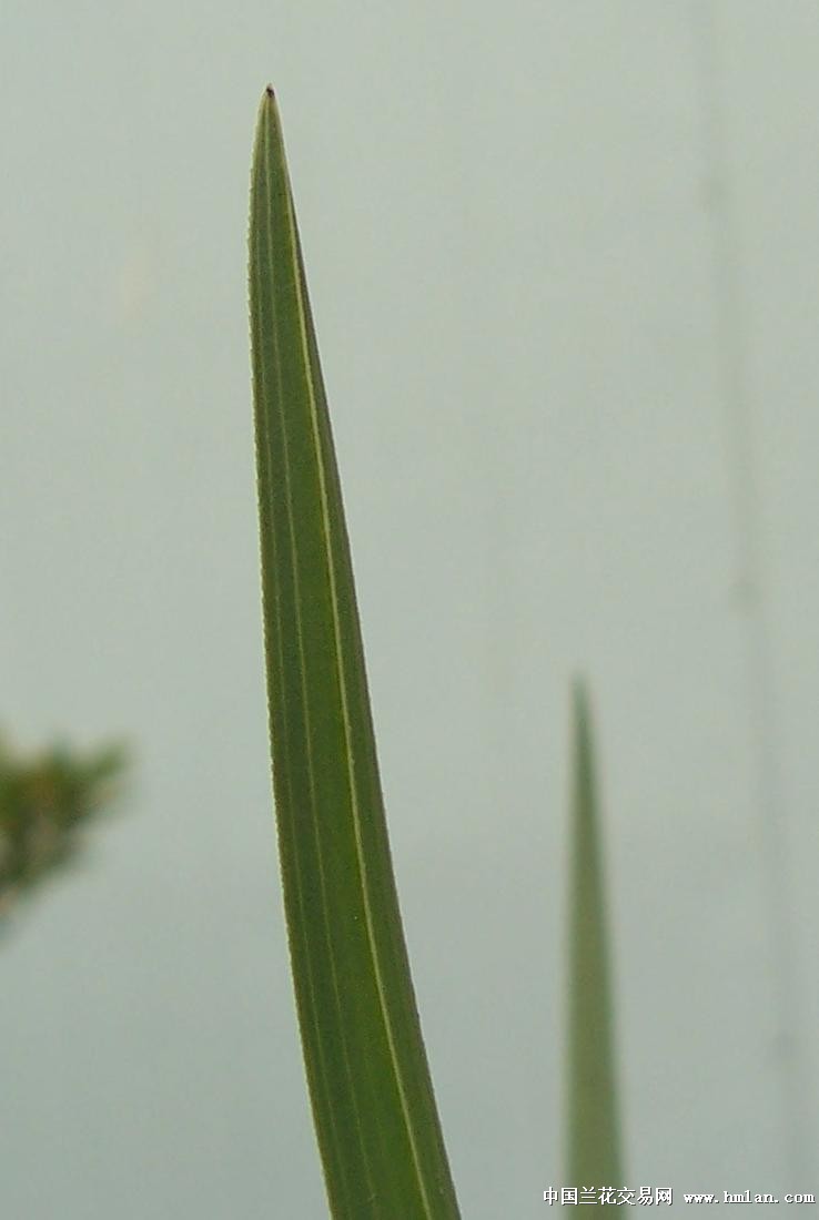 点击图片在新窗口浏览原图