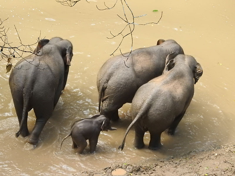 专家推断,小象可能是在今年1月5号或者6号出生。云南西双版纳国家级自然保护区管护局提供