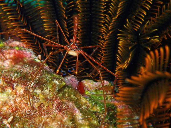 螃蟹的种类 - 太平洋蜘蛛蟹（Stenorhynchus debilis）