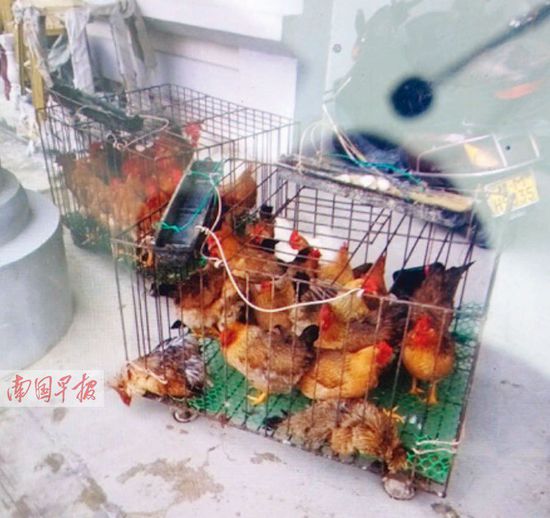 都安城管暂扣活鸡不开清单 没收手机不许拍摄(图)
