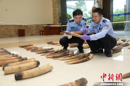 图为缉私警察对查获的涉嫌走私的象牙进行清点 周磊 摄