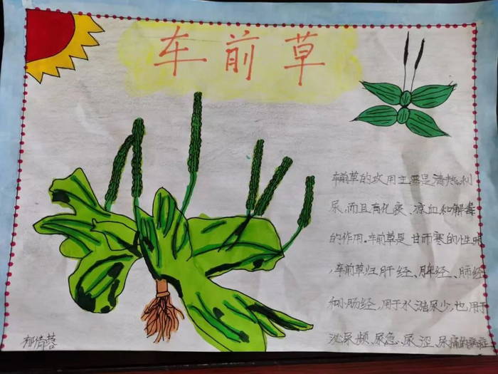 关于中医药文化进校园手抄报