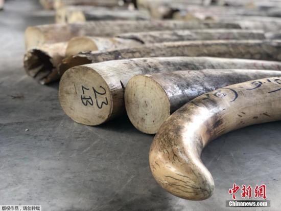 新加坡国家公园局、新加坡关税局和移民与关卡局23日发布的联合文告中指出，执法人员在21日截查一个原定从刚果民主共和国( Democratic Republic of Congo)运往越南的三个集装箱。文字来源：央视新闻