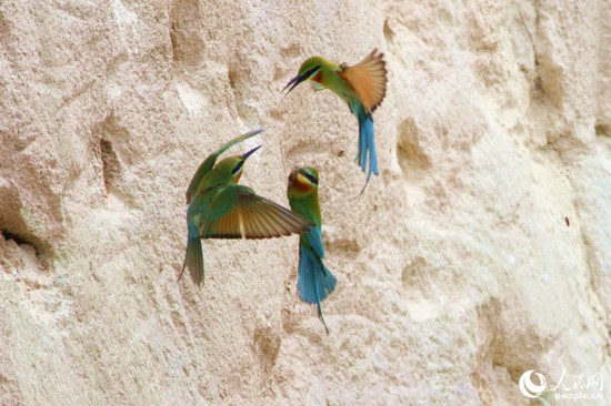 首批抵达厦门的栗喉蜂虎在保护区中打闹嬉戏。人民网 陈博摄