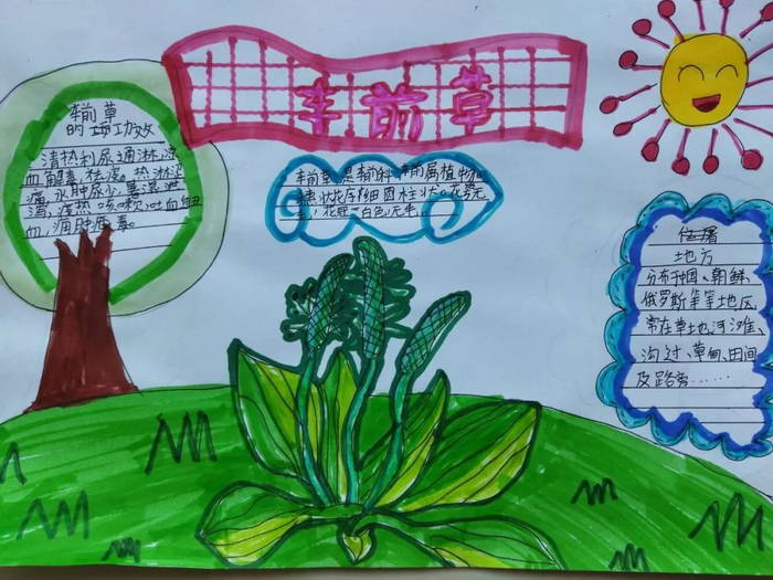 有关中医药文化进校园的手抄报