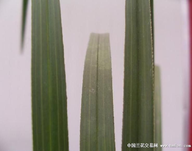 点击图片在新窗口浏览原图