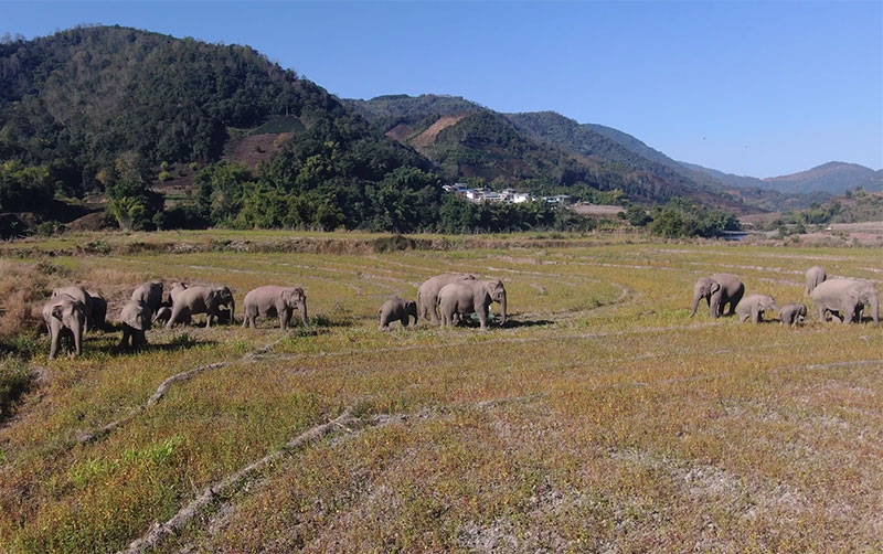 构建“人象和谐”只有起点,没有终点。普洱市林草局供图