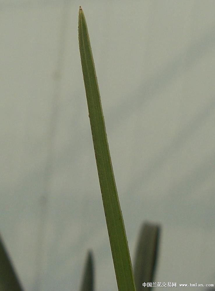 点击图片在新窗口浏览原图