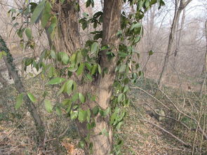 树的种类名称及图片