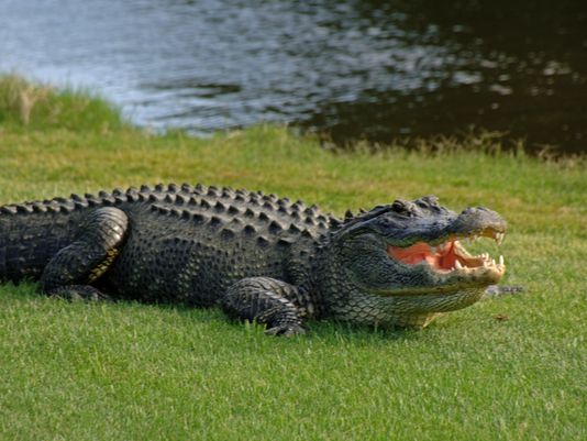 美国洛杉矶一住户饲养鳄鱼40年当宠物 或面临起诉