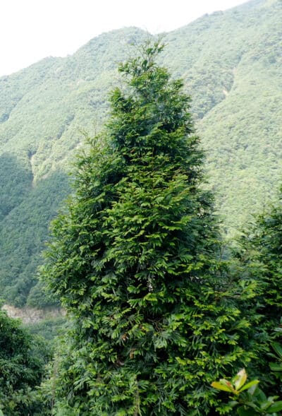 Ejemplar de Chamaecyparis hodginsii chino