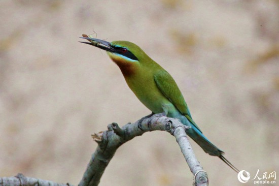 栗喉蜂虎在保护区内觅食。人民网 陈博摄