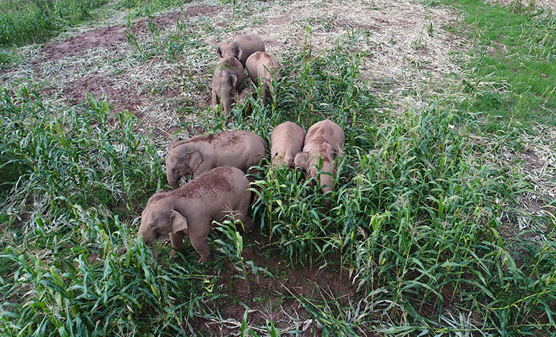 亚洲象在江城县境内的“大象食堂”进食。江城县融媒体中心供图