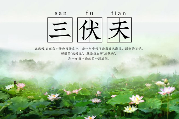 三伏天下的荷塘