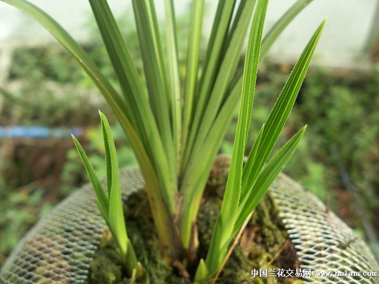 点击图片在新窗口浏览原图