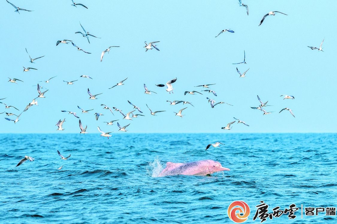 快来收藏！刚刚，广西发布了布氏鲸和中华白海豚观护指南