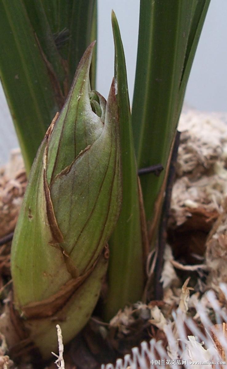 点击图片在新窗口浏览原图