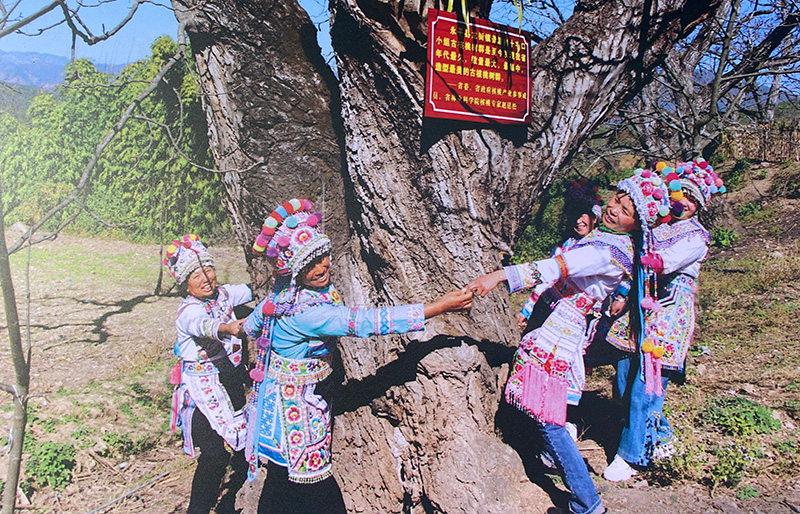 十字口千年古核桃树。赵正国摄