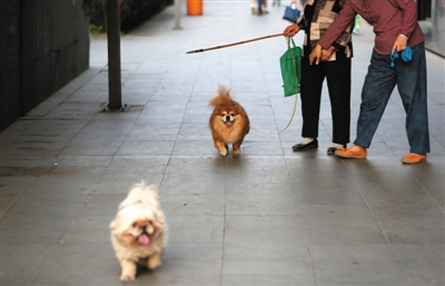 5月9日，慈云寺桥，两位遛狗的市民一个拴着狗绳，一个没拴狗绳。 新京报记者 薛? 摄