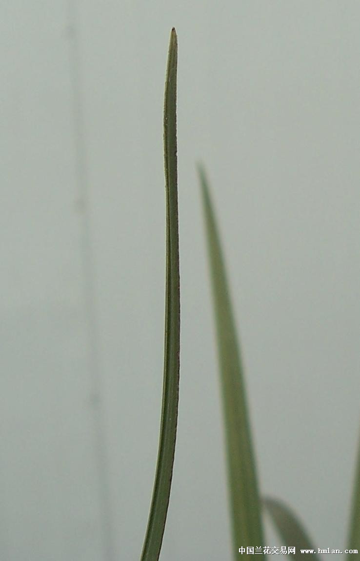 点击图片在新窗口浏览原图