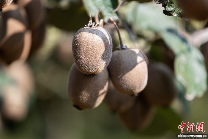 园区内的猕猴桃。中新网记者 刘星晨 摄