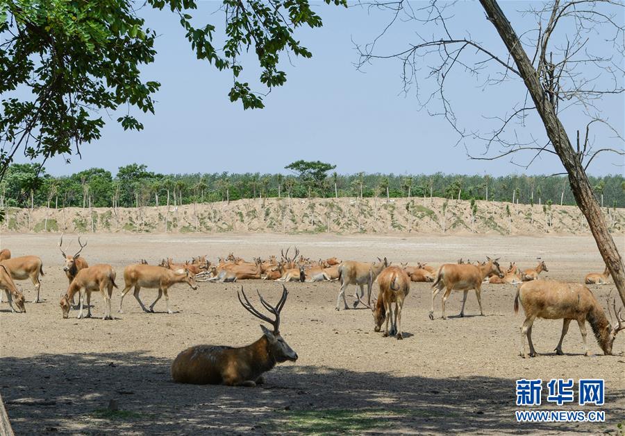 （环境）江苏：保护珍稀麋鹿