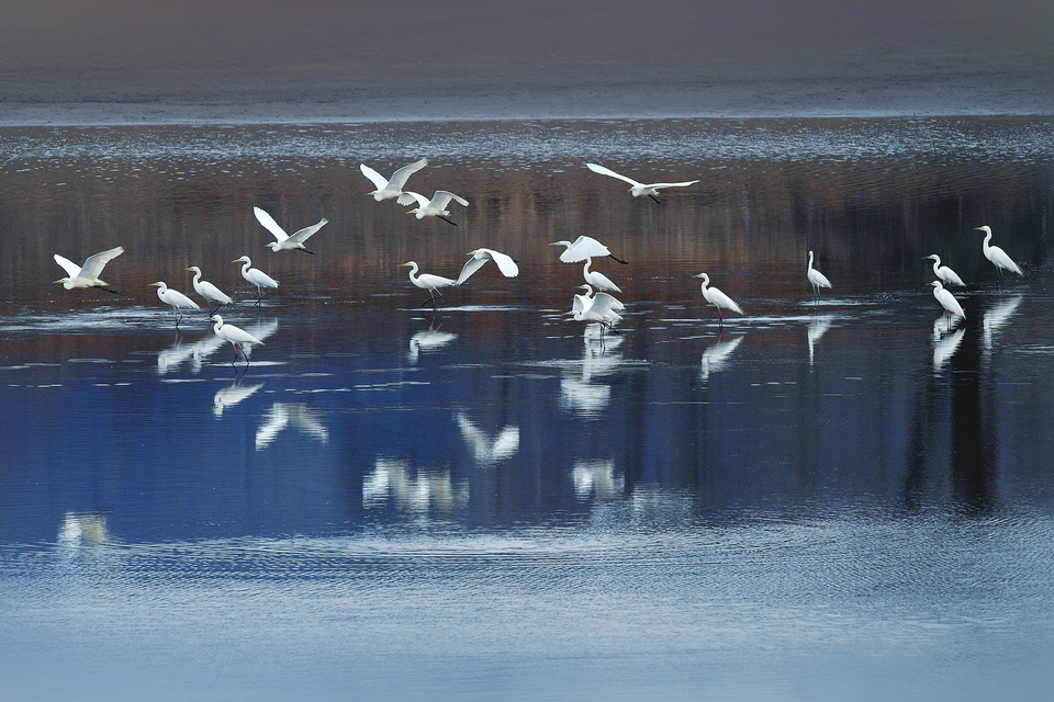 大白鹭是国家“三有”保护动物，长治市各县区均有分布，屯留区、襄垣县有繁殖记录。图为在长子县拍摄的大白鹭。