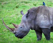 犀牛
