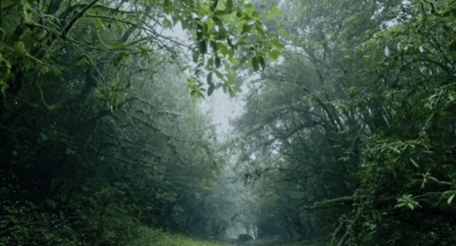 9人擅入哀牢山捕猎被提起公诉