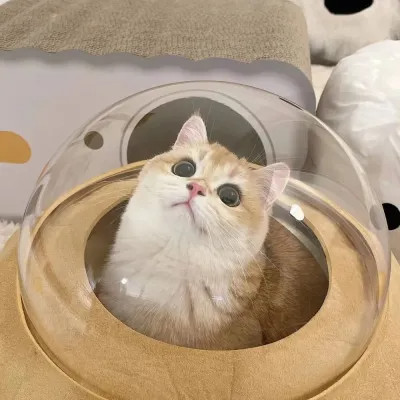 猫咪可爱头像图片