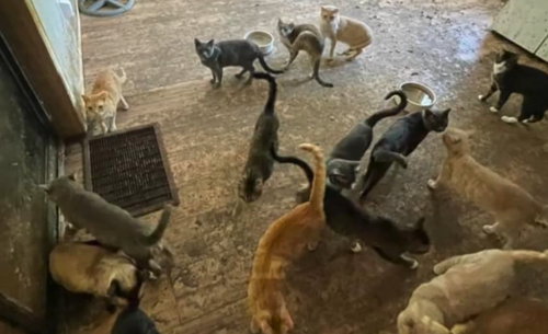 收养了159只猫却被判终生禁养：因为得了动物囤积症