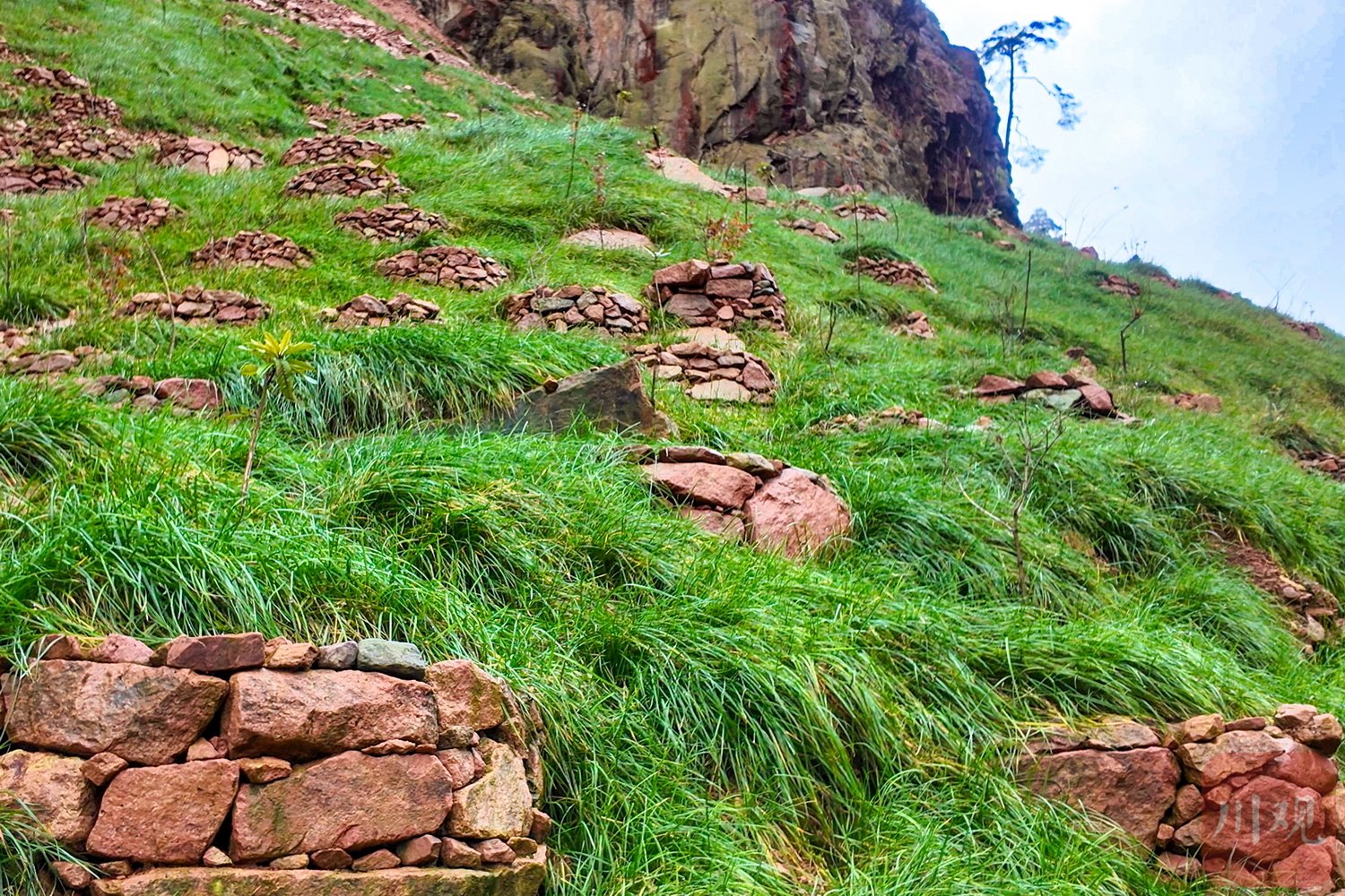荥经图斑处,高山杜鹃、冷杉、槭树等幼苗四周垒有土块。