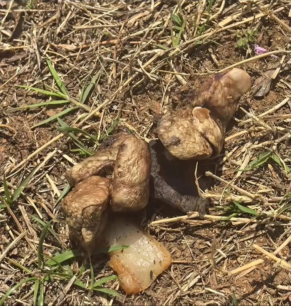 云南一公园疑有人恶意投毒，多只宠物狗死亡！警方介入