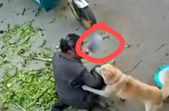 老人被养了四五年的狗撕咬