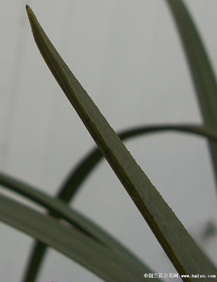 点击图片在新窗口浏览原图