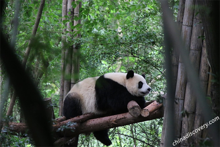 A Panda Climbing Tree - Shot by Our Guest Elie from Belge