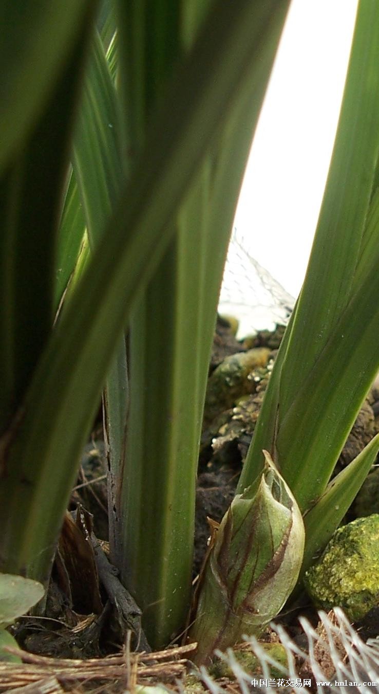 点击图片在新窗口浏览原图