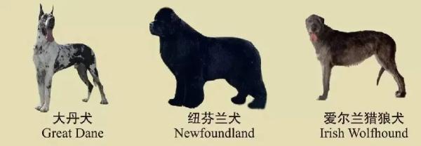 速看！南京养犬规定