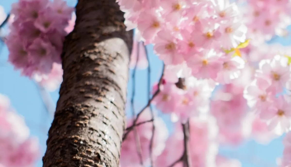 cerezos sakura parques chinos
